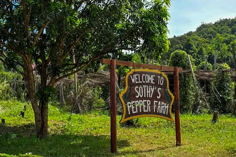 Paysage plantation poivre Kampot montagne