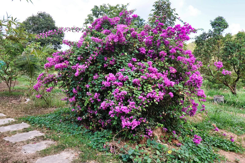 Nature luxuriante Kep Cambodge