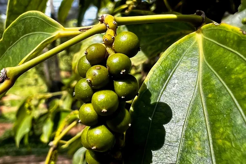 Plant de poivre vert frais grappes