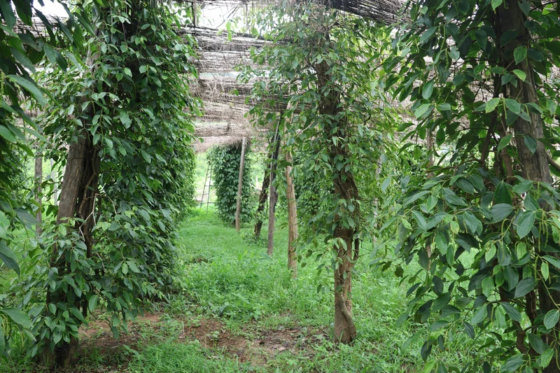 Sothy explique la culture du poivre bio