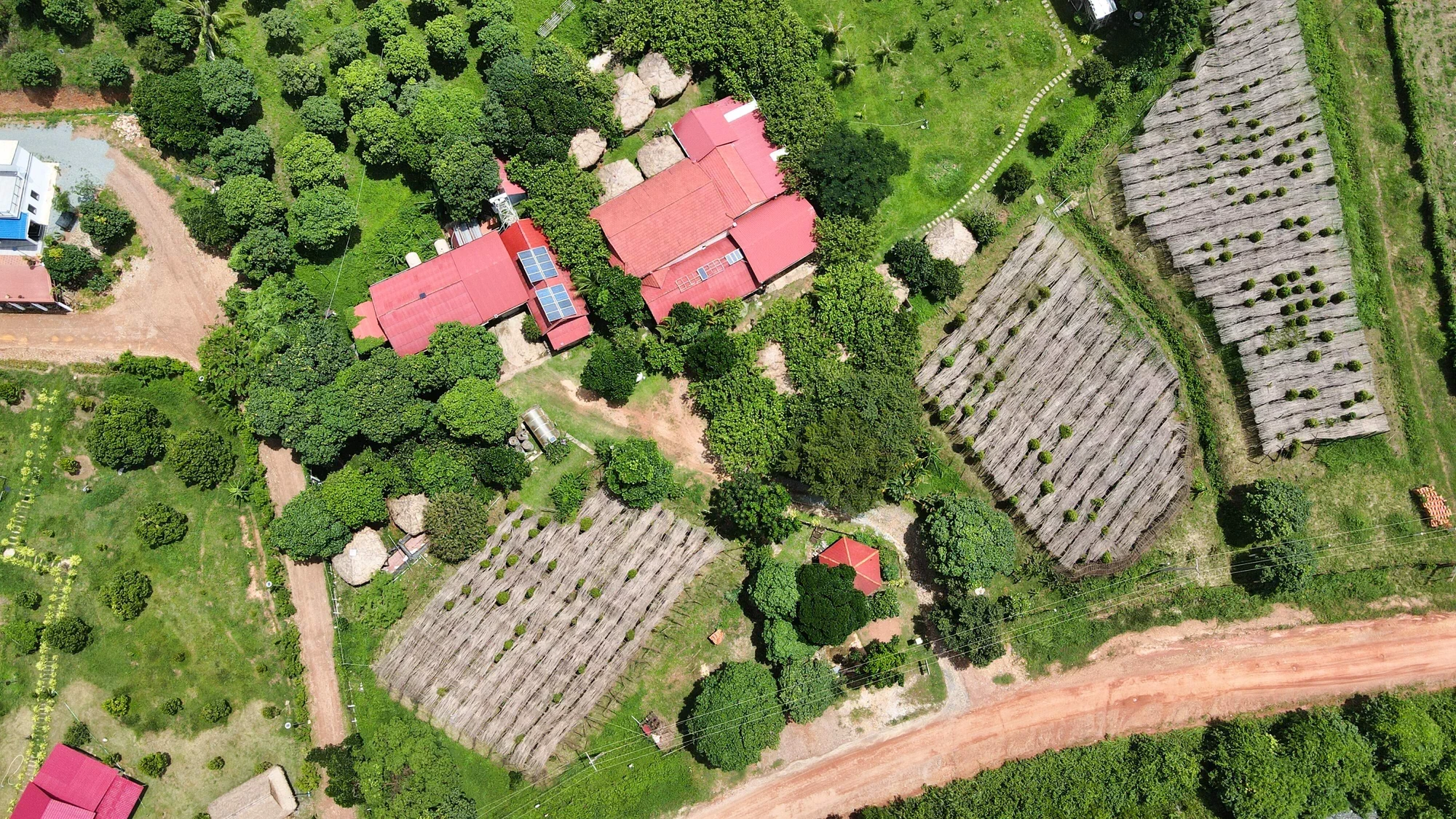 Pepper farm in Kep - view 3